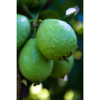 Natural Guava Plant